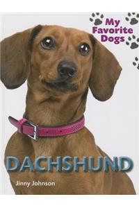 Dachshund