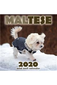 Maltese 2020 Mini Wall Calendar