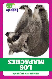 Los Mapaches (Raccoons)
