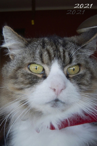 2021 Cat Diary