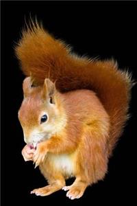 Squirrel Notebook