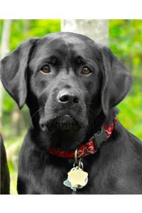School Composition Book Dogs Puppies Retrievers Black Lab Front 130 Pages