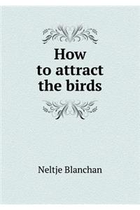 How to Attract the Birds