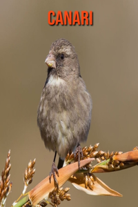 Canari