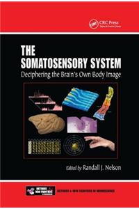 The Somatosensory System