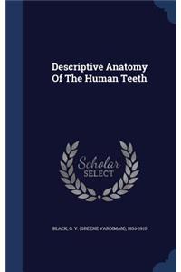 Descriptive Anatomy Of The Human Teeth