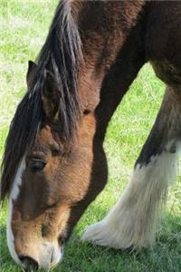 Clydesdale Horse Journal