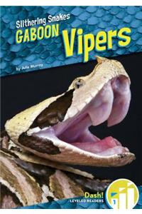 Gaboon Vipers
