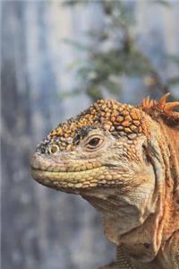 Galapagos Land Iguana Journal