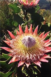 Beautiful Pink Protea Bloom, for the Love of Flowers