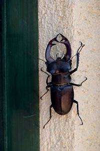 Stag Beetle (Lucanus Cervus) Journal