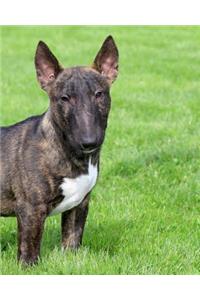 Bull Terrier