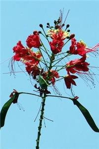 The Pride of Barbados Peacock Flower Journal