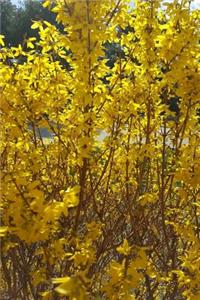 Journal Pretty Forsythia Bush