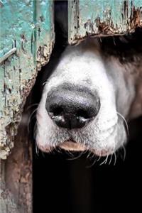 A Curious Dog Peeking Through a Hole in the Fence Journal