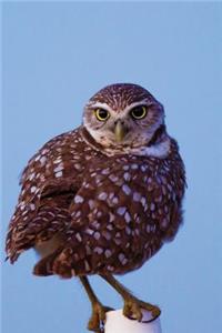 Golden-Eyed Owl Journal