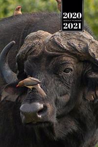 Buffalo Bison Yak Gaur Week Planner Weekly Organizer Calendar 2020 / 2021 - Bird sitting on Nose