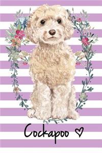 Cockapoo