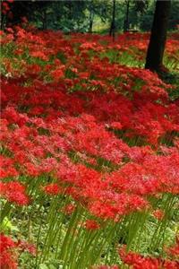 Amaryllis Flowers Blooming in the Countryside Journal