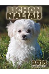 Bichon Maltais 2018 Calendrier (Edition France)
