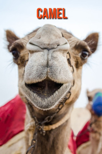 Camel
