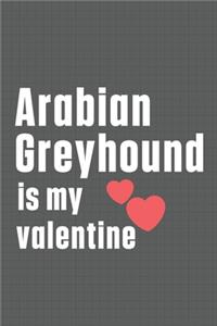 Arabian Greyhound is my valentine