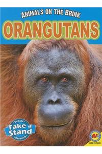 Orangutans