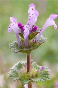 Flowering Henbit Dead-Nettle Plant Journal