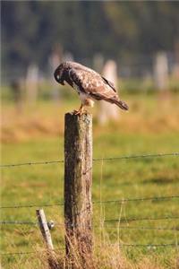 Buzzard on a Fence Post Bird Journal