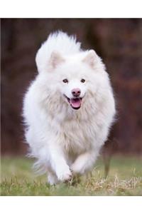 Finnish Lapphund