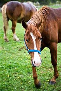 Equine Journal Wet Chestnut
