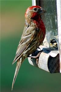 Red-Headed Finch at the Bird Feeder Journal