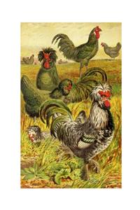 Poultry Ephemera Weekly Planner