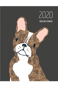 2020 Boston Terrier