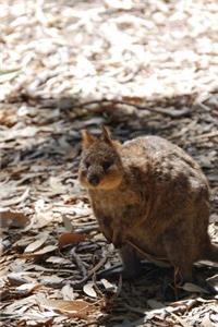 Cute Little Quokka Sitting in the Shade Journal