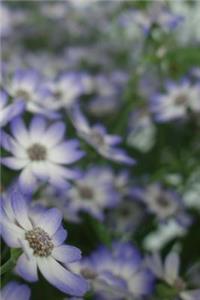 Daisies Notebook