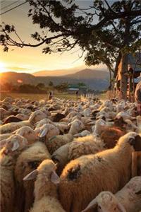 Bringing Sheep to the Pen at Sunset Journal