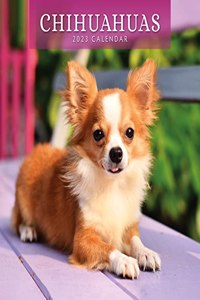 CHIHUAHUAS 2023 SQUARE WALL CALENDAR