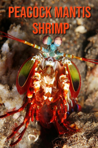 Peacock Mantis Shrimp