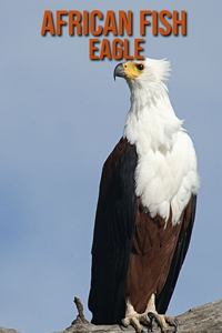 African fish eagle