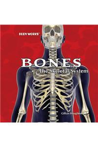 Bones: The Skeletal System