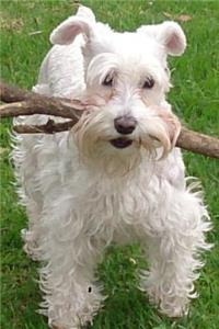 Super Cute White Schnauzer Dog with a Stick Pet Journal