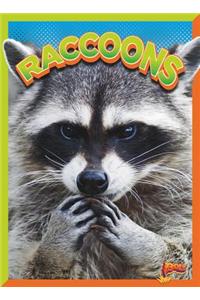 Raccoons