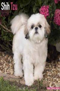 Shih Tzu Calendar 2019