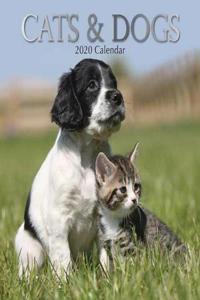 Cats & Dogs