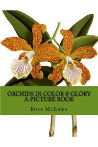 Orchids in Color & Glory - A Picture Book