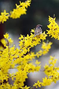 Yellow Forsythia and a Sparrow in Early Spring Journal