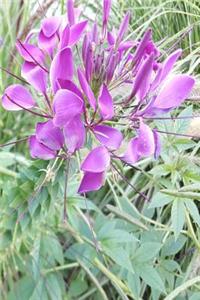 Journal Pretty Purple Petals