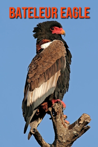 Bateleur Eagle