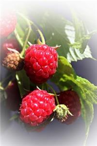Red Raspberries on the Vine Journal